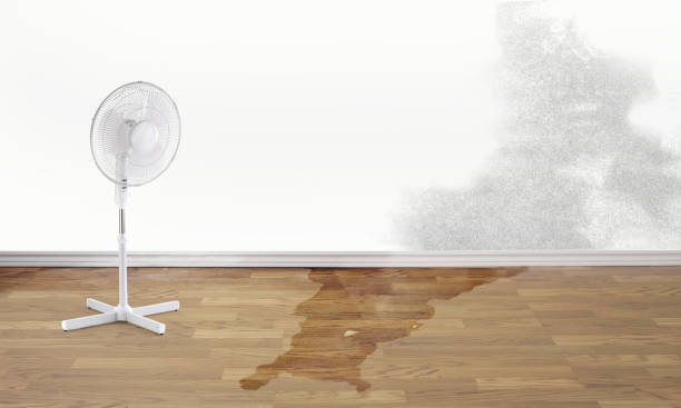 Best Water damage restoration near me  in Shelby, MT