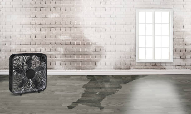 Best Local water damage restoration  in Shelby, MT